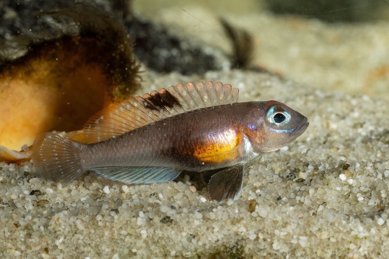 Lamprologus ornatipinnis 'Mwamgongo'